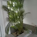 Lejlighed Bruna's House Costa Adeje (Tenerife)